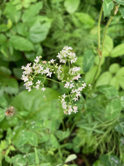 Galium boreale