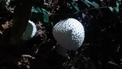 Amanita virgineoides