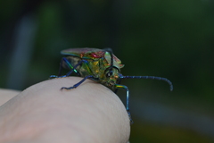 Cheloderus childrenii