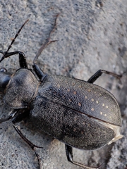 Calosoma