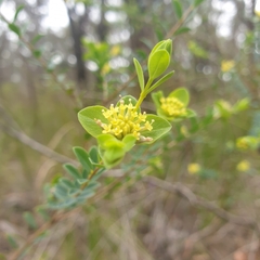 Pimelea flava