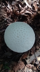 Amanita virgineoides