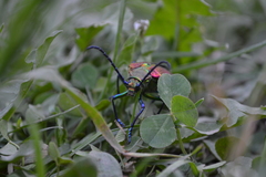 Cheloderus childrenii