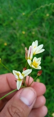 Nothoscordum gracile