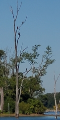 Phalacrocoracidae
