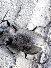 Calosoma