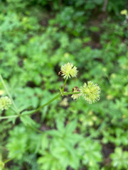 Sanicula marilandica