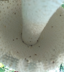 Amanita virgineoides