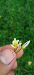 Nothoscordum gracile