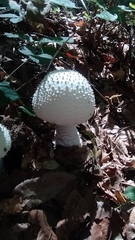Amanita virgineoides