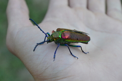 Cheloderus childrenii