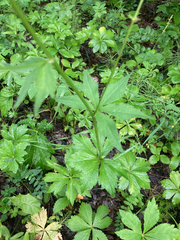 Sanicula marilandica
