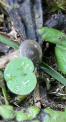 Oxychilus draparnaudi