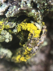 Chrysothrix candelaris