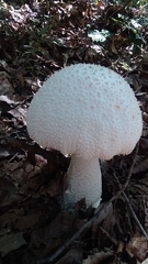 Amanita virgineoides