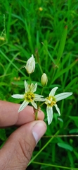 Nothoscordum gracile
