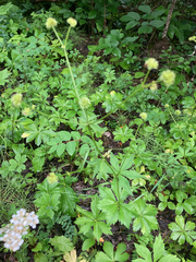 Sanicula marilandica
