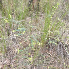 Pimelea flava