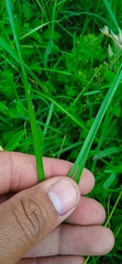 Nothoscordum gracile