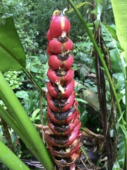 Heliconia imbricata