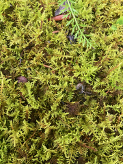 Thuidium