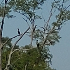 Phalacrocoracidae