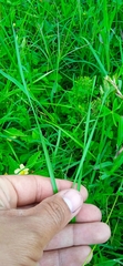 Nothoscordum gracile