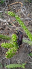 Cactophagus spinolae
