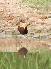 Jacana spinosa