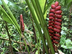 Heliconia imbricata