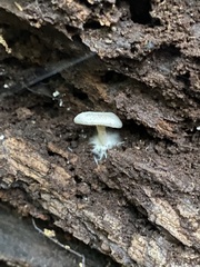 Crepidotus stipitatus