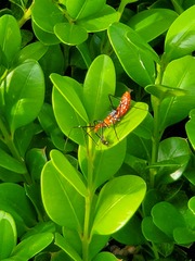 Zelus longipes