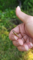 Conocephalus exemptus