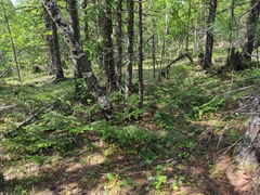 Pinus sibirica