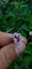 Lycianthes ciliolata