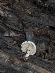 Crepidotus stipitatus