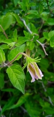 Lycianthes ciliolata