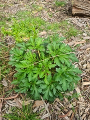 Trachymene composita
