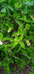 Lycianthes ciliolata