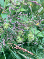 Sanicula marilandica