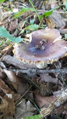 Russula
