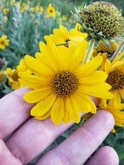 Helianthus mollis