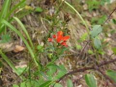 Castilleja scorzonerifolia