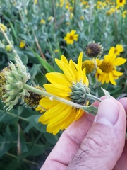 Helianthus mollis