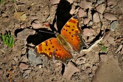 Polygonia progne
