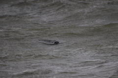 Phoca vitulina vitulina