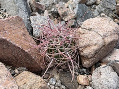 Ferocactus cylindraceus