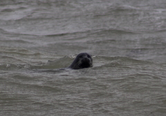 Phoca vitulina vitulina