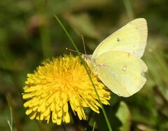 Colias philodice