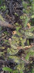 Opuntia pubescens